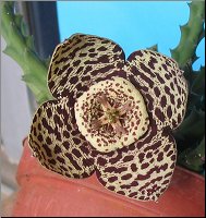 Orbea variegata 4 petales